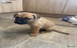 Mixed Breed dogs for sale: Puppies  - Image 11