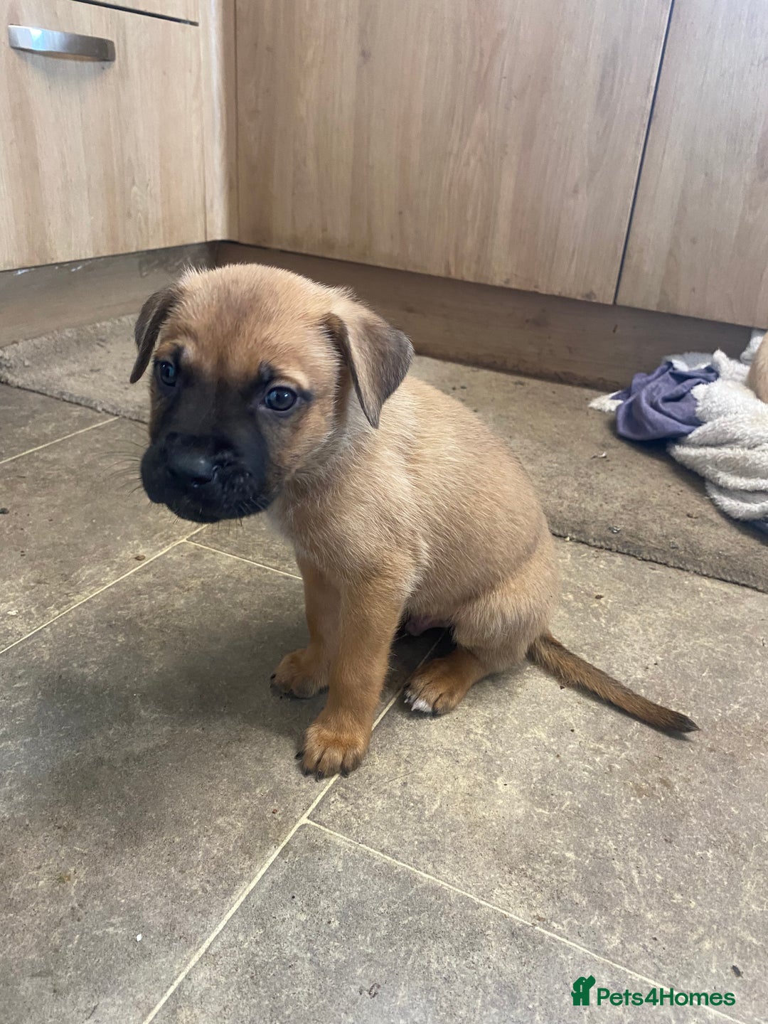 Mixed Breed dogs for sale: Puppies  - Image 11