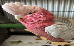 Cockatoo birds for sale: Male Galah Cockatoo  - Image 2