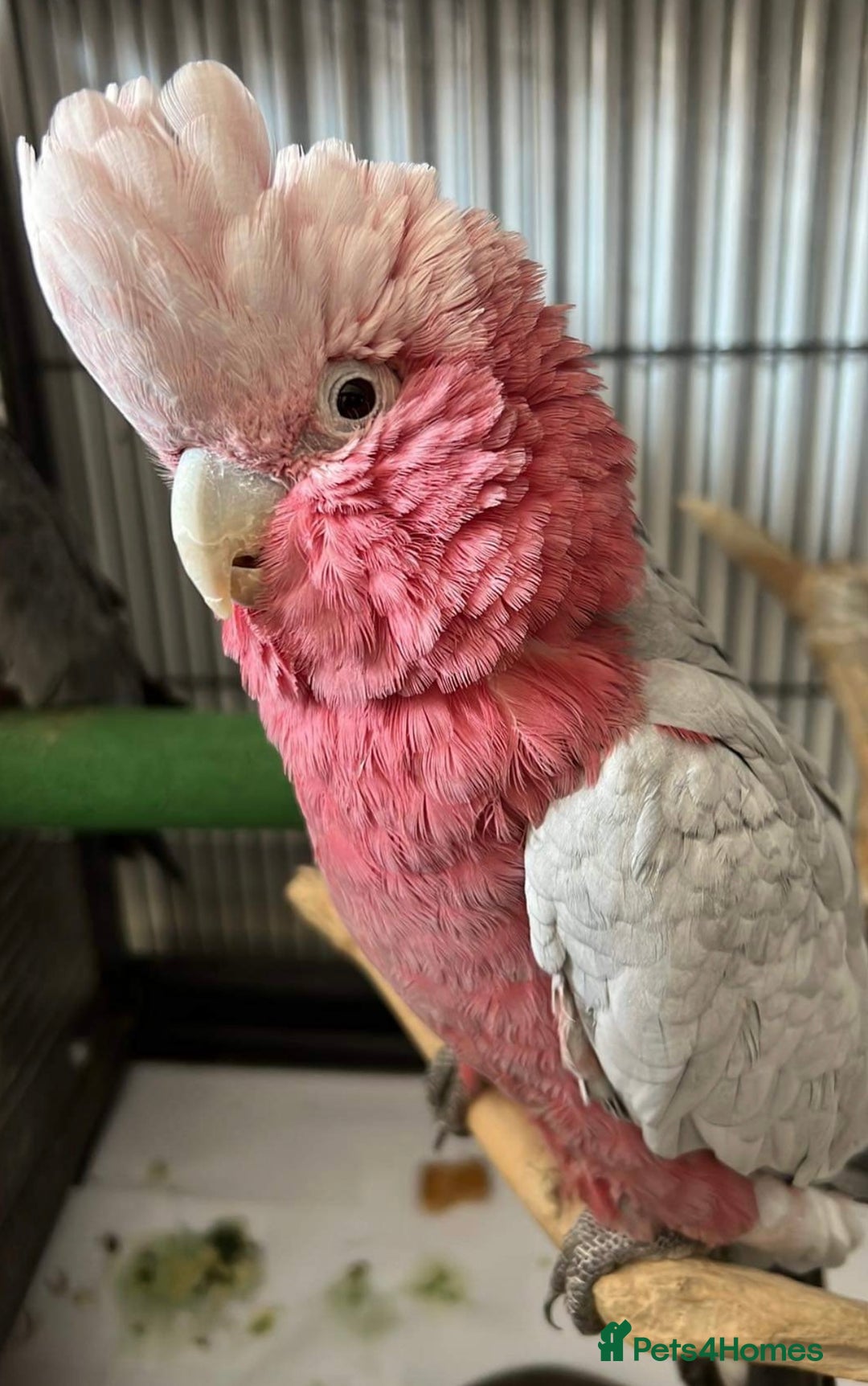Cockatoo birds for sale: Male Galah Cockatoo  - Image 2