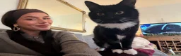 Mixed Breed cats for sale: Our beautiful Mochi 🐾🤍 - Advert 15