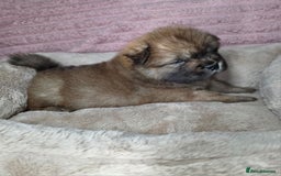 Chow Chow dogs for sale: Last Puppy – Rare Blue Chow Chow Girl🐾 - Image 13