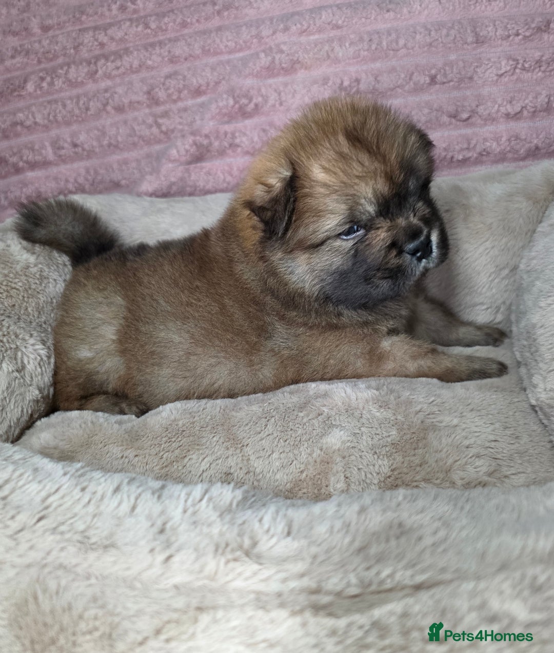 Chow Chow dogs for sale: Last Puppy – Rare Blue Chow Chow Girl🐾 - Image 13