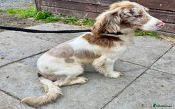 Sprocker dogs for sale: Merle, Chocolate & white spaniels  - Image 11
