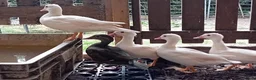 Ducks poultry for sale: 5x Beautiful Young Mandarin Ducks  - Advert 6
