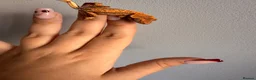 Gecko reptiles for sale: Baby crested gecko’s  - Advert 18
