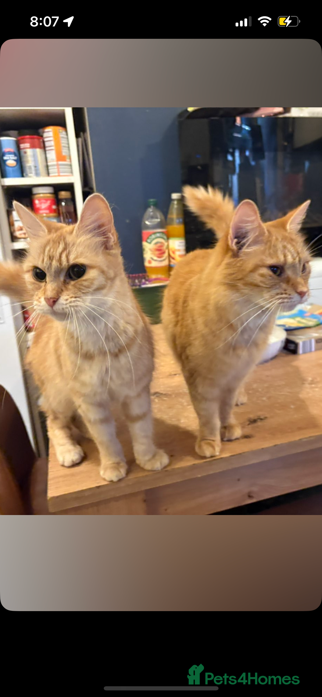 Mixed Breed cats for sale: Sammy and Tammy  - Advert 11
