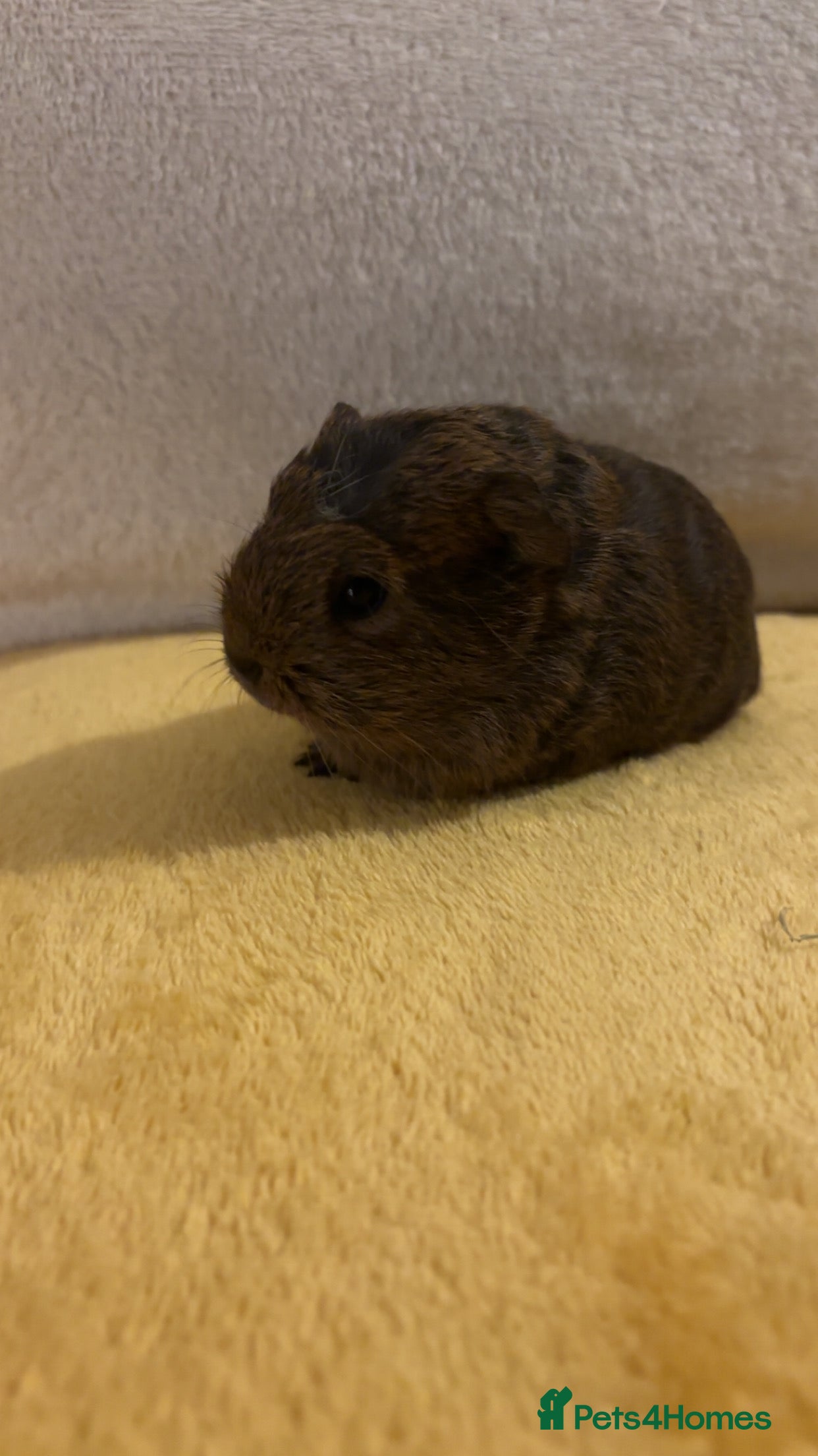 Guinea Pig rodents Female Californian x Swiss baby guinea pigs - Advert 1