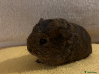Guinea Pig rodents Female Californian x Swiss baby guinea pigs - Advert 1