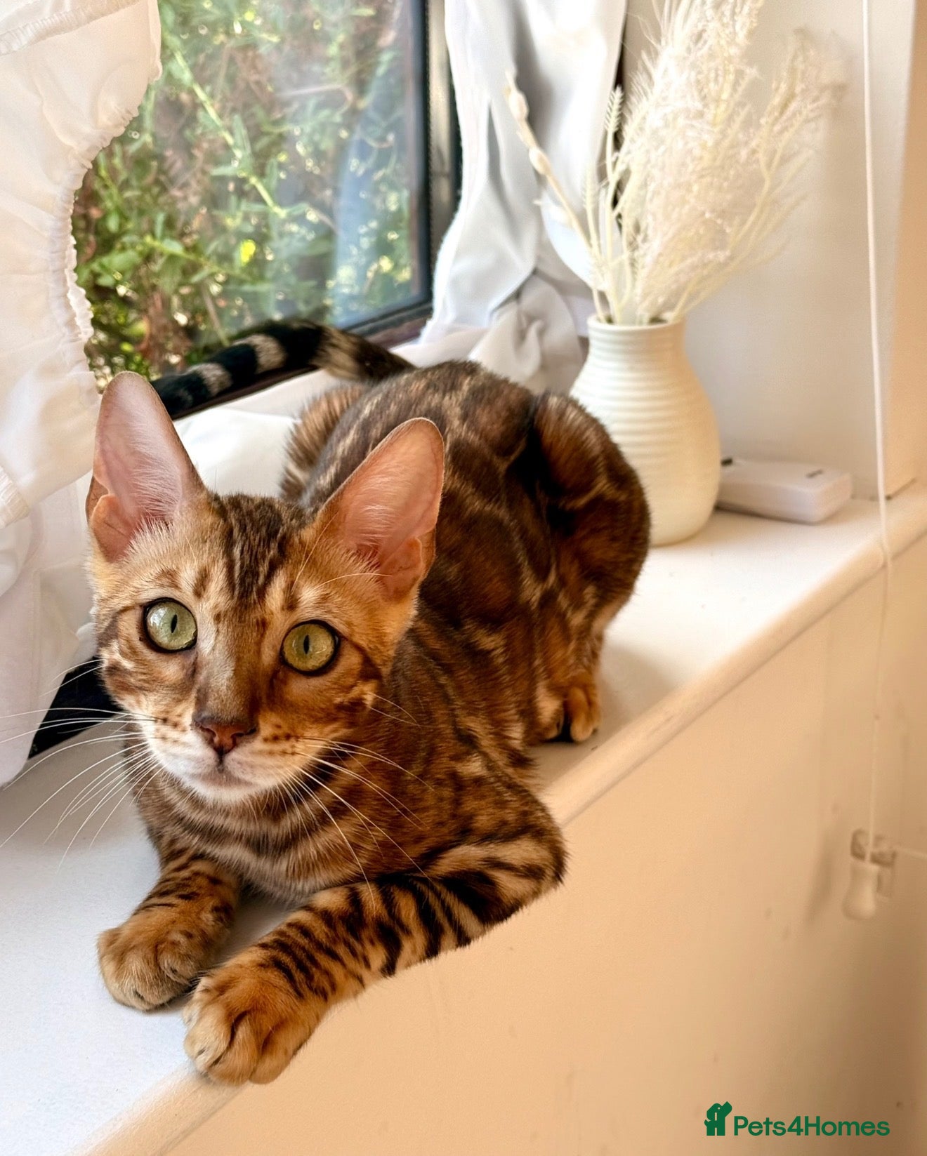 Bengal cats Stunning TICA registered Bengal boy  - Advert 1