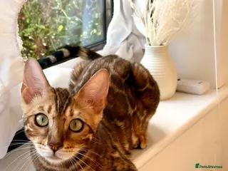 Bengal cats Stunning TICA registered Bengal boy - Advert 1