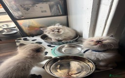 Ragdoll cats for sale: Ragdoll kittens - Image 31