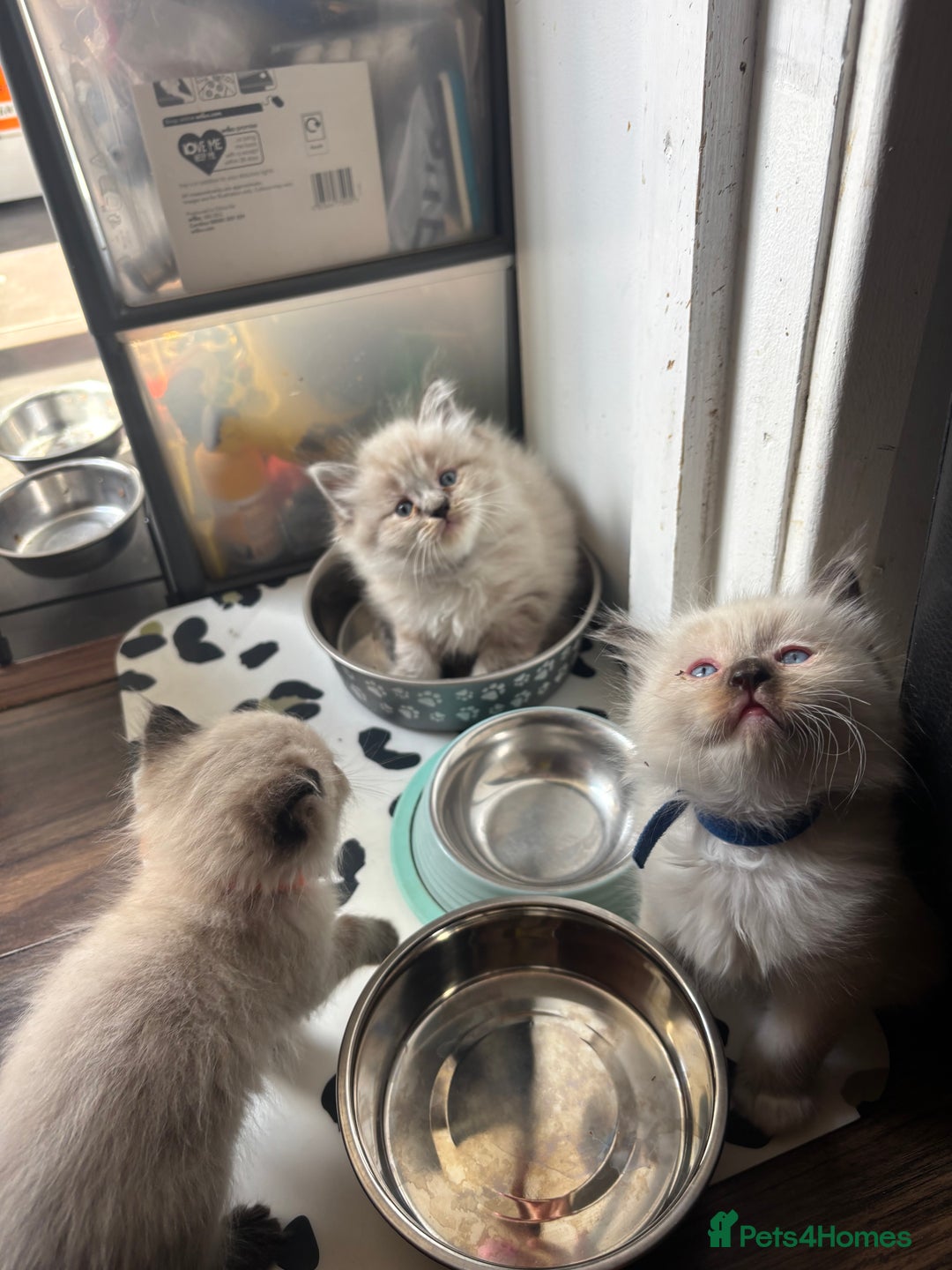 Ragdoll cats for sale: Ragdoll kittens - Image 31