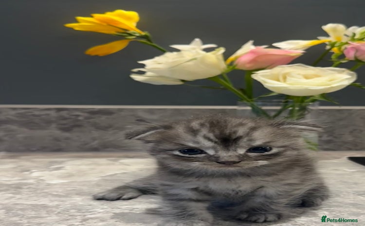 British Shorthair cats - Advert 3