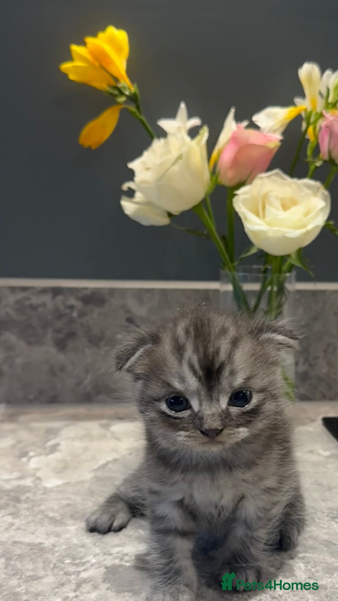 British Shorthair cats for sale: 🐾✨ READY for Their Forever Home ✨🐾 - Image 2