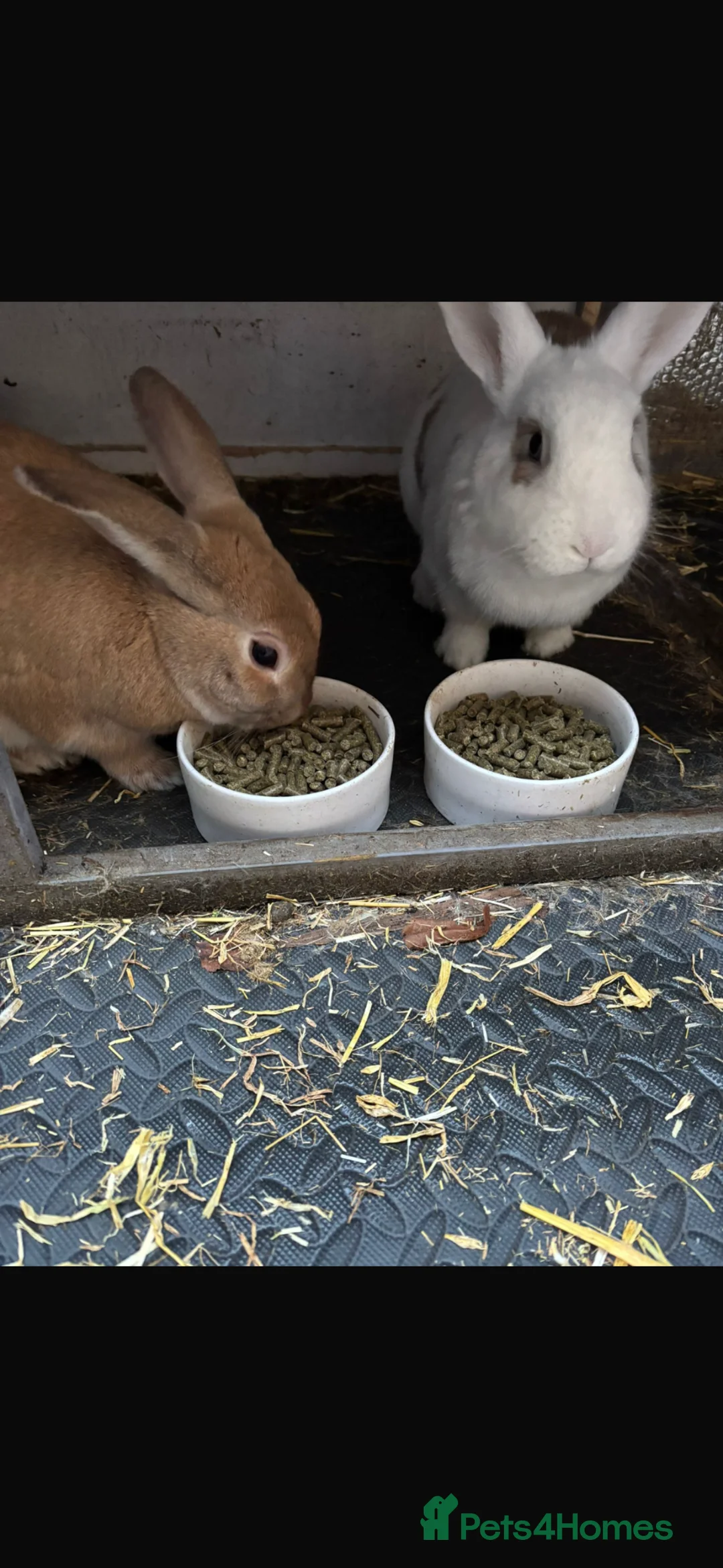 Mixed Breed rabbits for sale: Gus and Jasper  - Advert 3