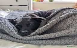 Mixed Breed dogs for adoption: Winston (Tripaw Terrier mix) - Image 15