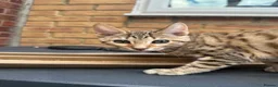 Bengal cats for sale: Bengal kittens  - Advert 6