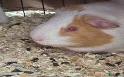 Guinea Pig rodents for sale: 2 x male guinea pigs  - Image 3