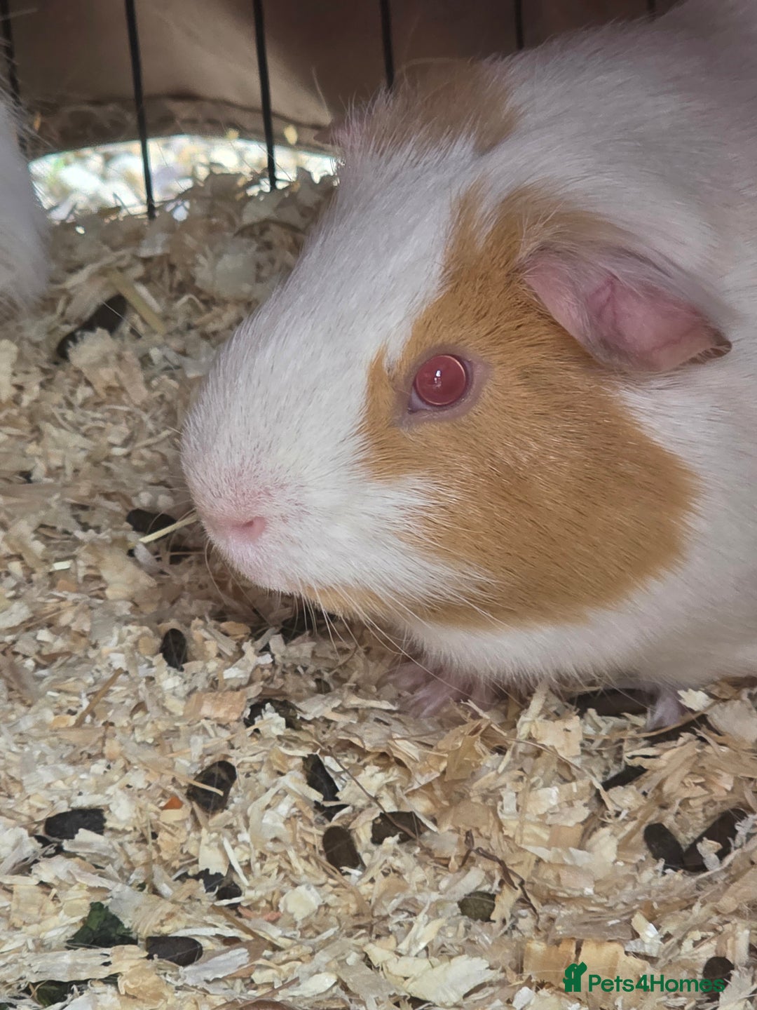 Guinea Pig rodents for sale: 2 x male guinea pigs  - Image 3