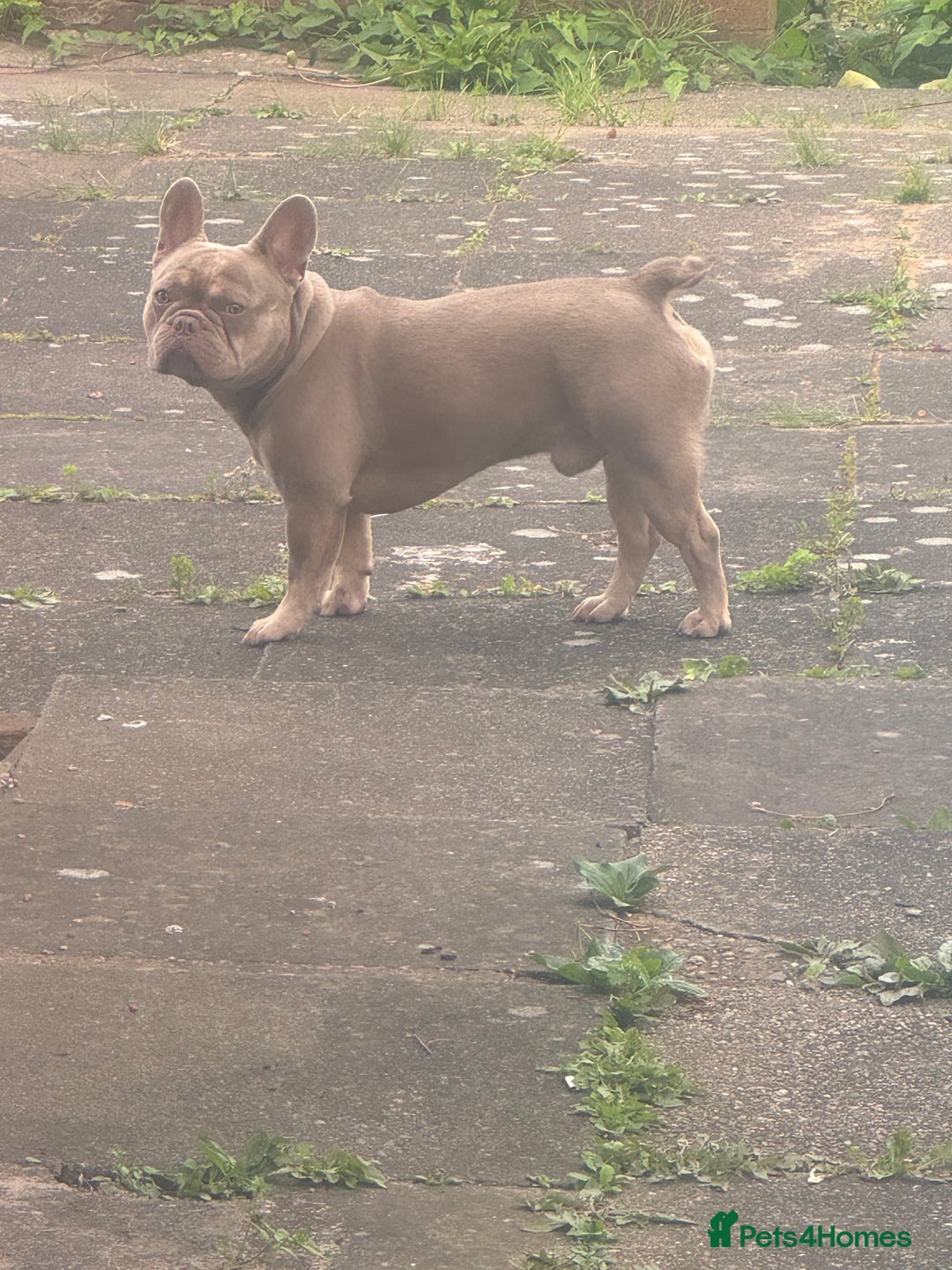 French Bulldog dogs for stud: Rare New Shade Isabella French Bulldog - STUD - Image 4