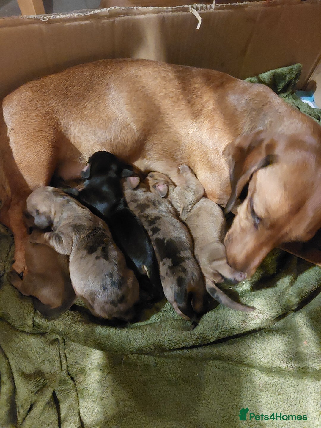 Dachshund dogs for sale: Standard Dachshund puppies  - Advert 5