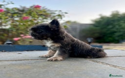 French Bulldog dogs for sale: FLOODLE Male French bulldog pup - Image 5
