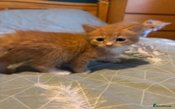 Siberian cats for sale: Ginger Siberian cross  - Image 13