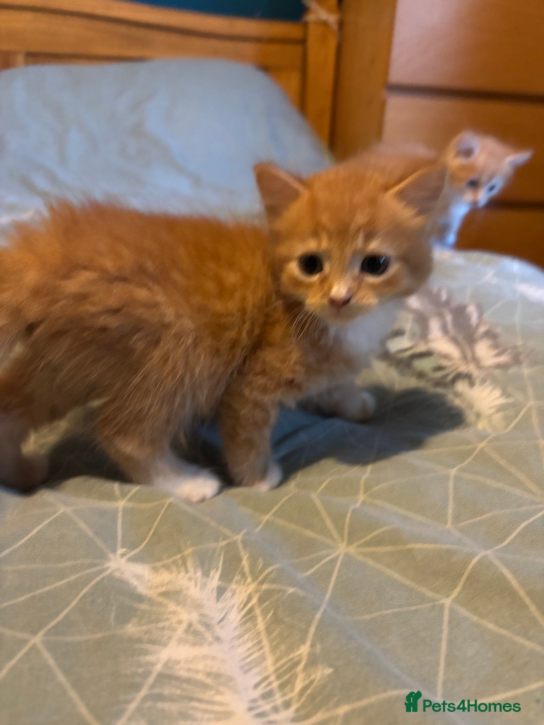 Siberian cats for sale: Ginger Siberian cross  - Image 13