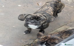 Mixed Breed dogs for sale: 7 month old mixed breed fmale - Image 2