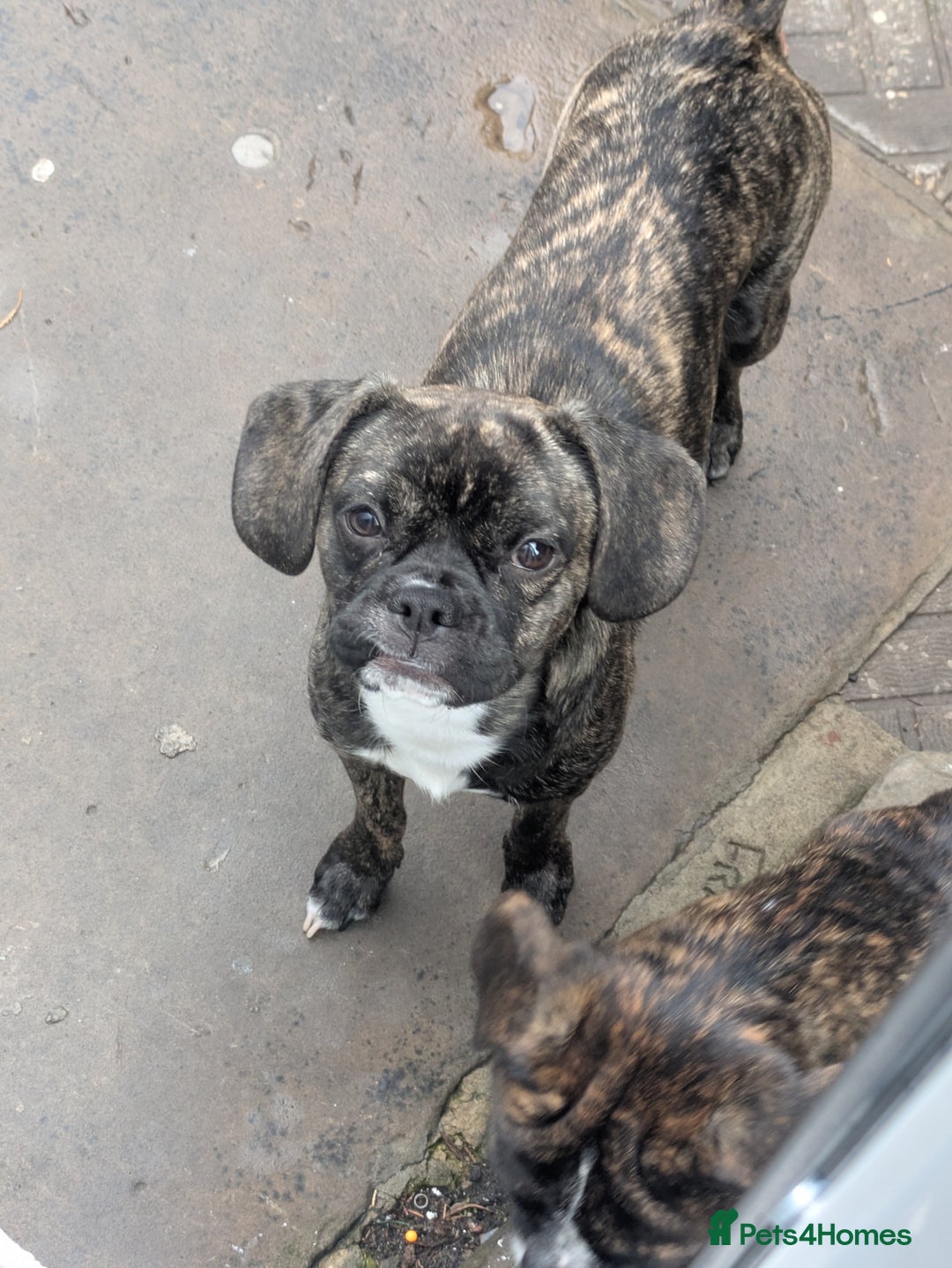 Mixed Breed dogs for sale: 7 month old mixed breed fmale - Image 2