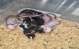 Rat rodents for sale: Dumbo and rex - Image 6
