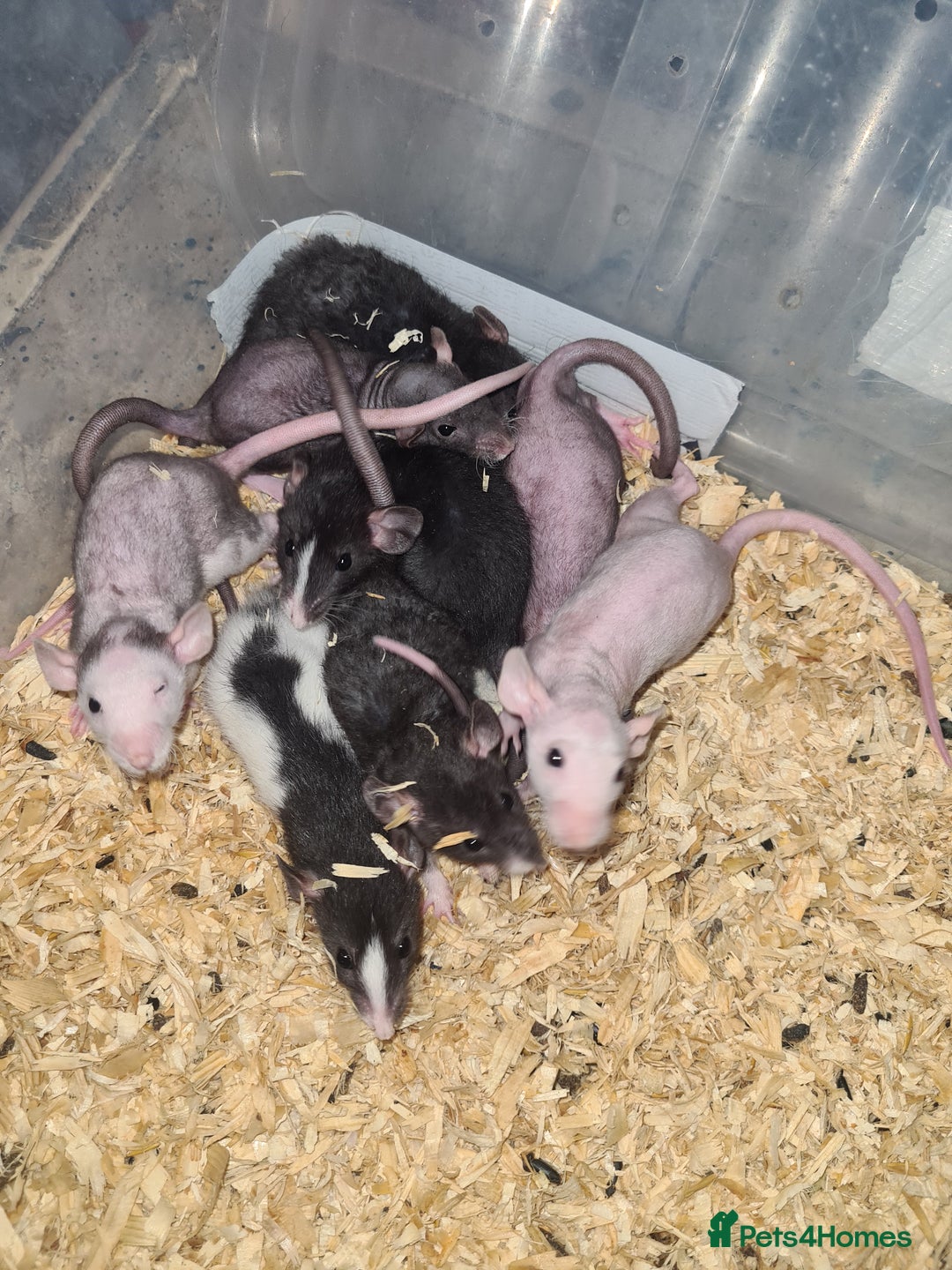 Rat rodents for sale: Dumbo and rex - Image 6