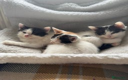 Mixed Breed cats for sale: Black white and ginger kittens for sale  - Image 4
