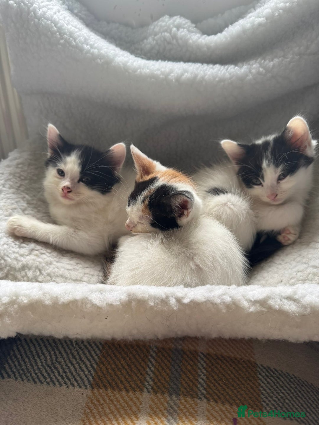 Mixed Breed cats for sale: Black white and ginger kittens for sale  - Image 4