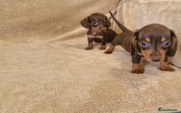 Dachshund dogs for sale: Adorable Dachshunds - Image 6