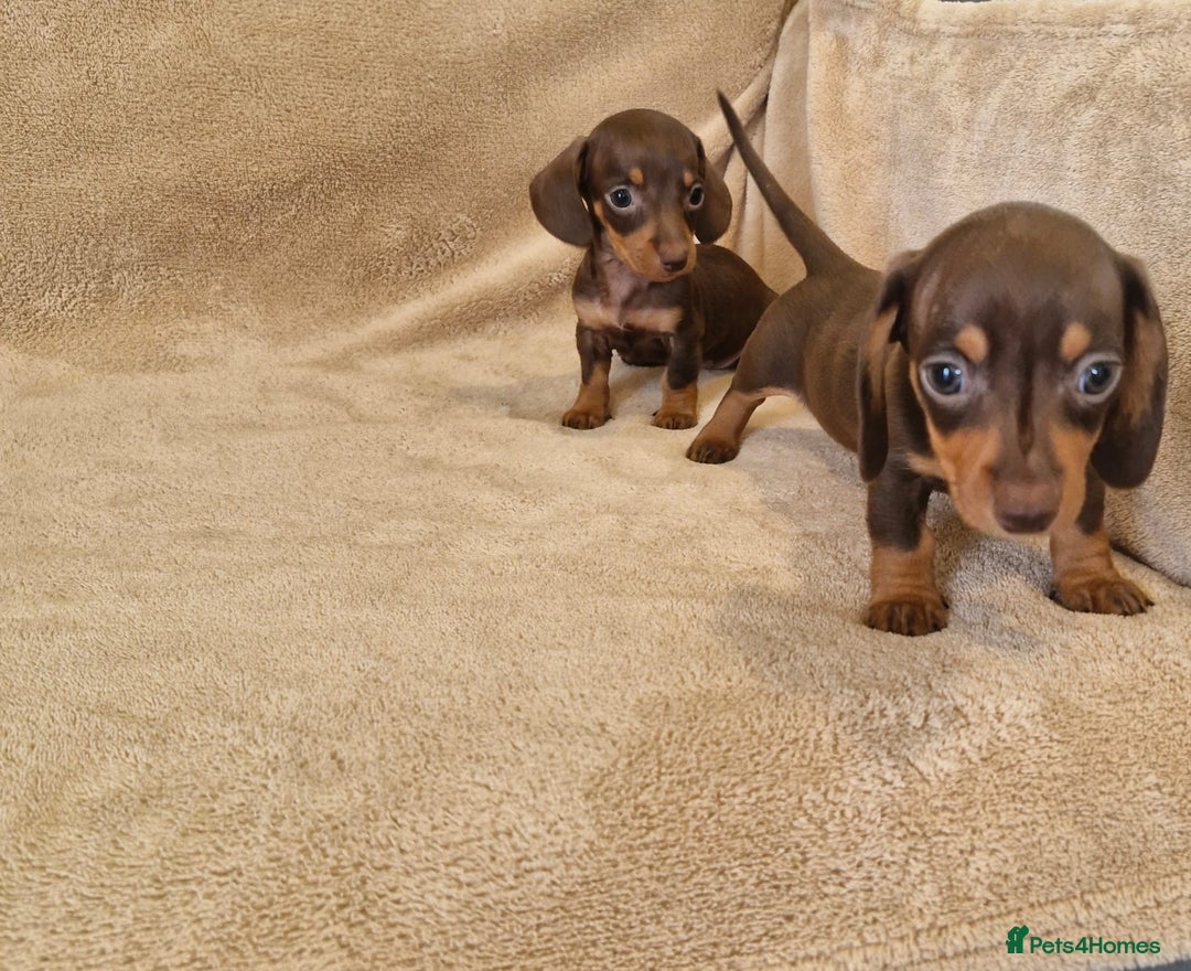 Dachshund dogs for sale: Adorable Dachshunds - Image 6