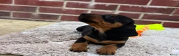 Dachshund dogs for sale: 5 gorgeous miniature dachshund puppy’s🐶 in Cullompton - Advert 10