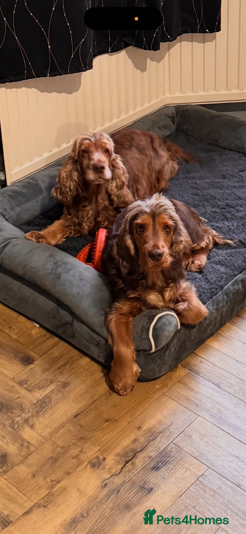 Cocker Spaniel dogs Older retired dogs for the very best home - Advert 1