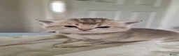 British Shorthair cats for sale: 😸Chubby BritishShorthair🐾 Kittens🐾 - Advert 6