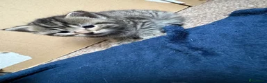 Felix