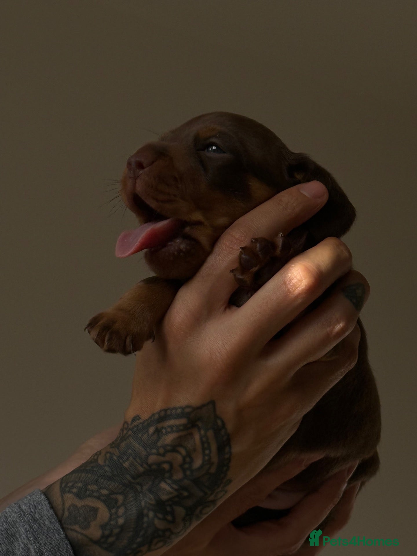 Miniature Dachshund dogs PERFECT LITTER OF MINIATURE DACHSHUNDS - Advert 1