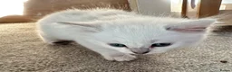 Ragdoll cats for sale: Last boy now reduced  - Advert 5