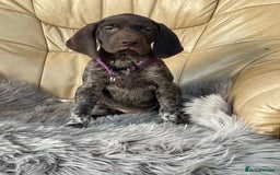 German Shorthaired Pointer dogs for sale: German shorthaired pointer boys and girls  - Image 2