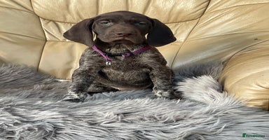 German Shorthaired Pointer dogs - Advert 16
