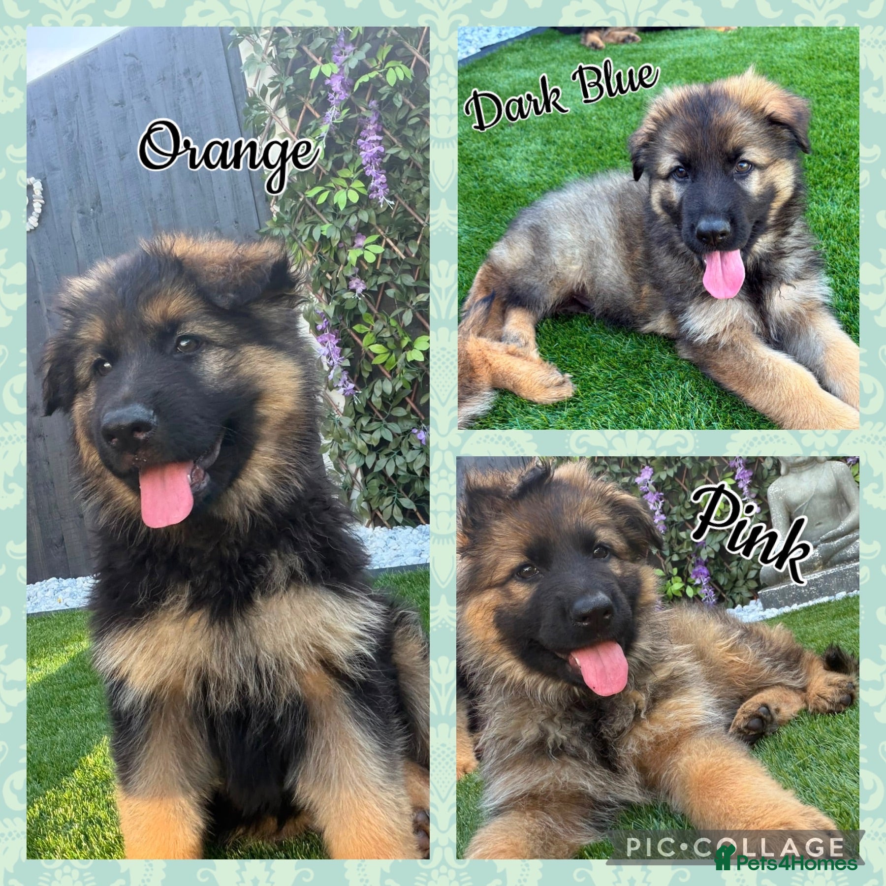 German Shepherd dogs 🐾 2 girls and 1 boy left ready to leave now🐾 - Advert 2