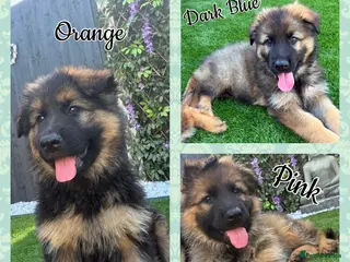 German Shepherd dogs 🐾 2 girls and 1 boy left ready to leave now🐾 - Advert 9