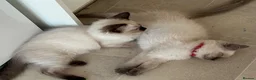 Ragdoll cats for sale: Chocolate Sealpoint Ragdolls £475 - Advert 6