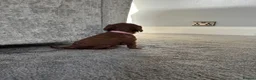 Cavalier King Charles Spaniel dogs for sale: Beautiful Cavalier King Charles Spaniel Puppies in Bristol - Advert 7