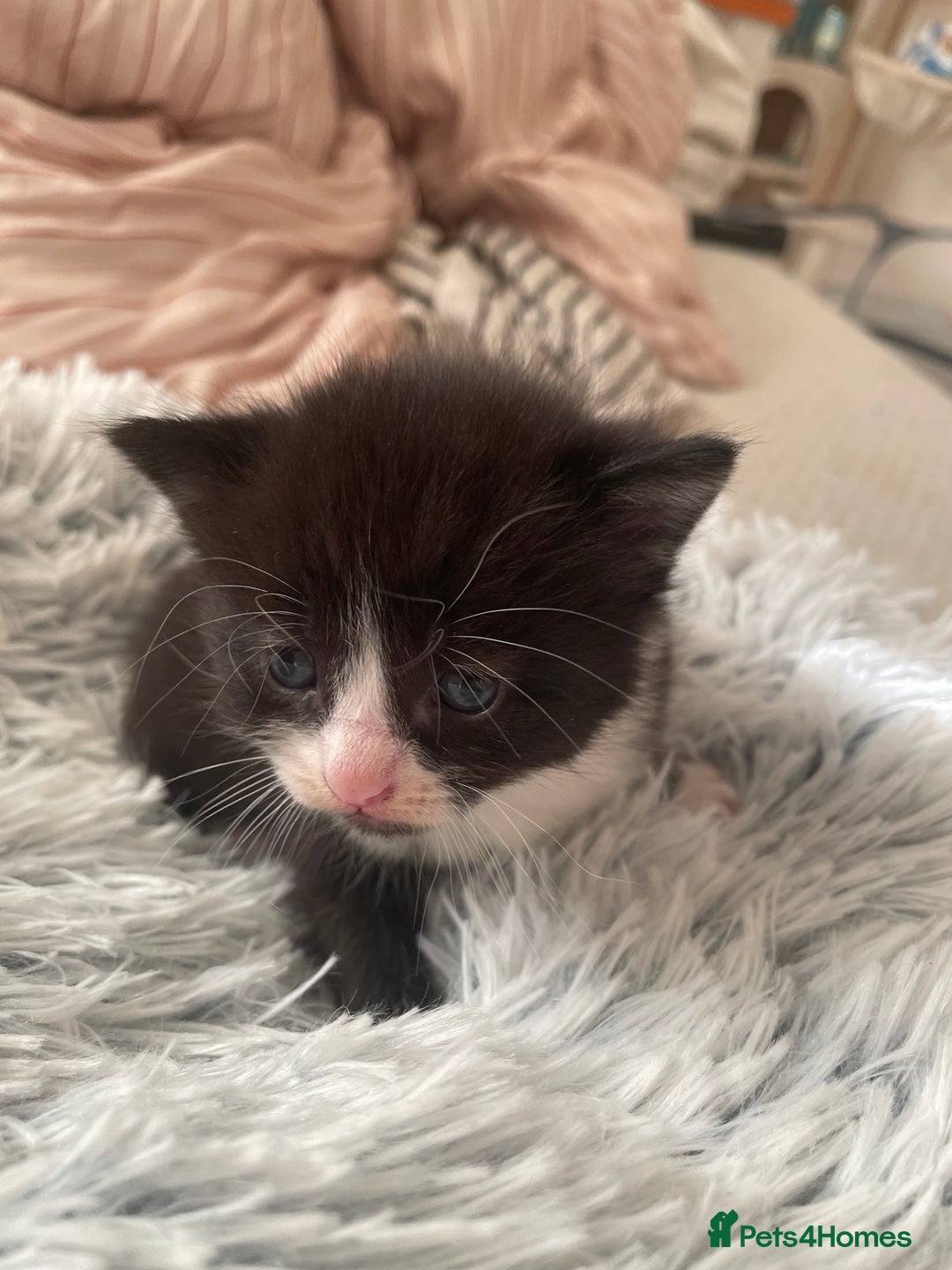 Mixed Breed cats for sale: Mixed kitten  - Advert 5